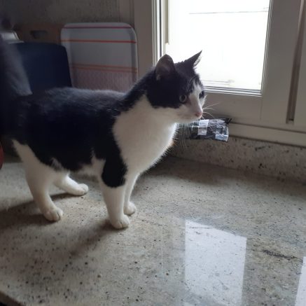 Photo de Eros, le roi des bisounours !