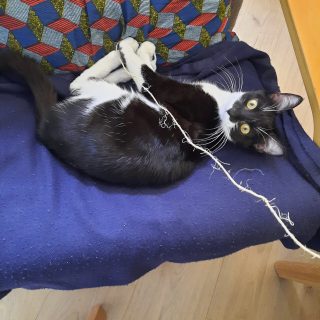 Photo de Pipelette, une jolie joueuse invétérée adorant l&rsquo;humain