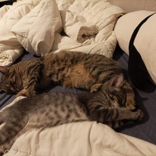 Photo de Bali et Capy