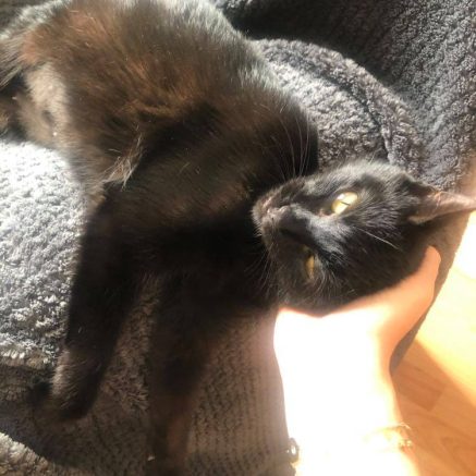 Photo de Mélissa, jolie jeune chatte tout en douceur et câlins