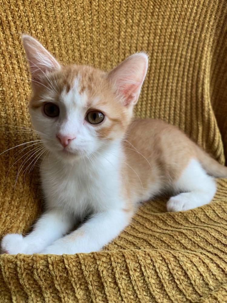 243165104_453157206541679_1832042384446827238_n