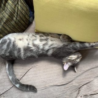 Photo de Moon, un adorable feu follet