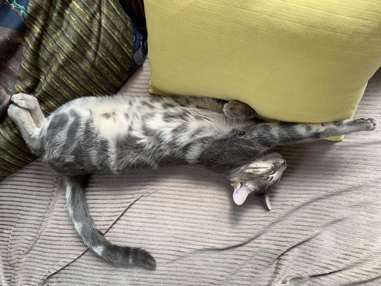 248046313_628492725115619_664940619802428570_n