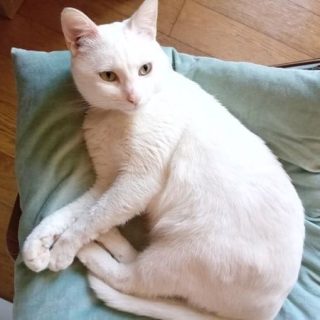 Photo de Fuji, jeune chat très touchant : beau, intelligent et câlin￼