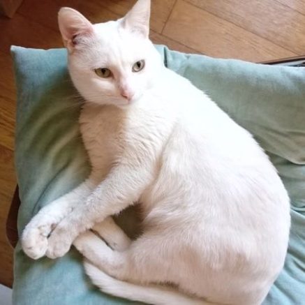 Photo de Fuji, jeune chat très touchant : beau, intelligent et câlin￼