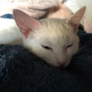 Photo de Madeleine : une chatonne vive, énergique et câline