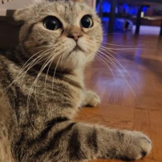 Photo de Naïa, belle princesse Scottish ayant besoin de présence humaine