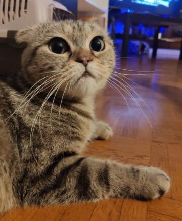 Photo de Naïa, belle princesse Scottish ayant besoin de présence humaine