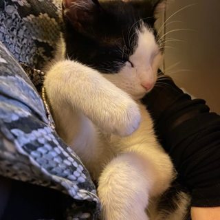 Photo de Bella, une adorable petite puce XXL sociable