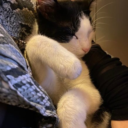 Photo de Bella, une adorable petite puce XXL sociable