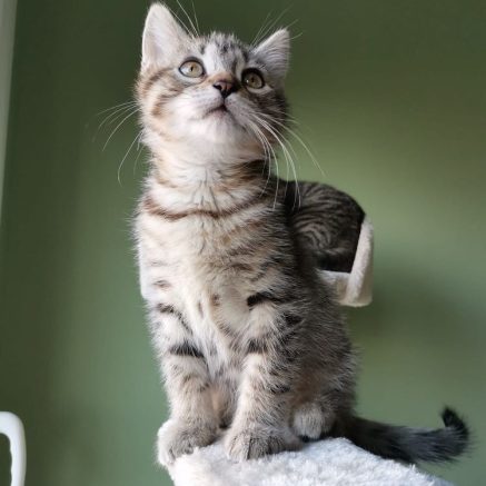 Photo de Scarlett, une petite puce bien dans sa peau, sociable et extra câline