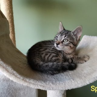Photo de Spirou, un petit malou bien dans sa tête et rigolo comme tout