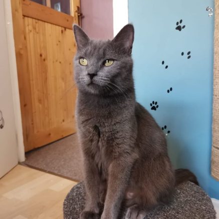 Photo de Sarah, un joyau de douceur et bonté