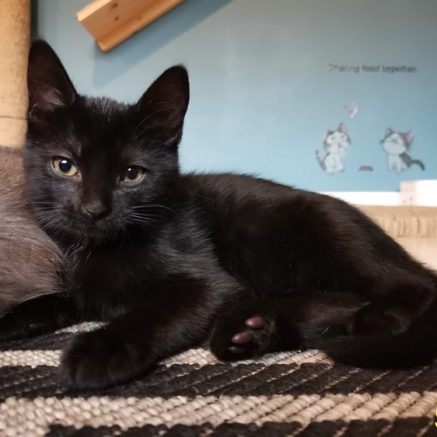 Photo de Stella, petite beauté ébène attachante comme tout