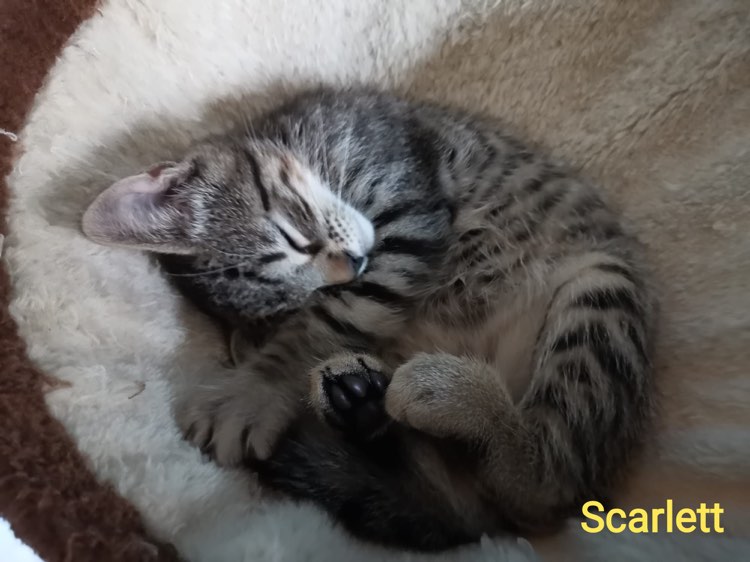 270986025_227441306220649_2376037673700581642_n