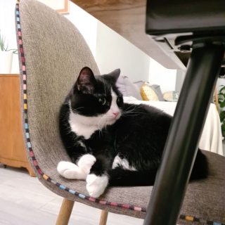 Photo de Gruyère, un beau chat épicurien et câlin