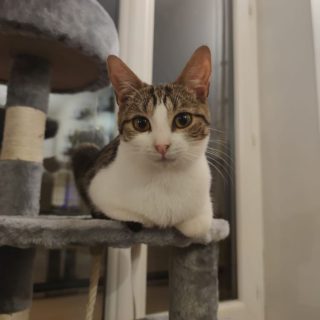 Photo de Cali, un touchant jeune chat, très câlin et doux