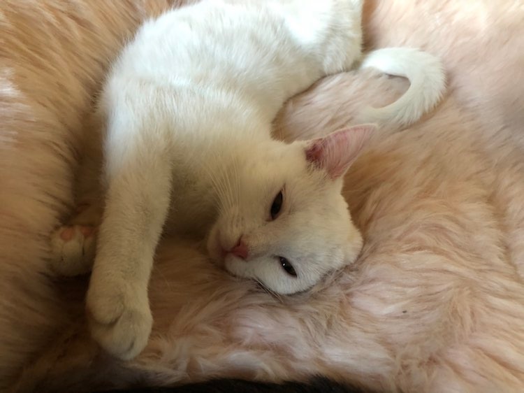 271757380_263109679146874_8086339188936570699_n