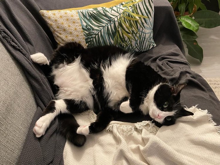 271812442_1034227200492033_1714182119708247572_n