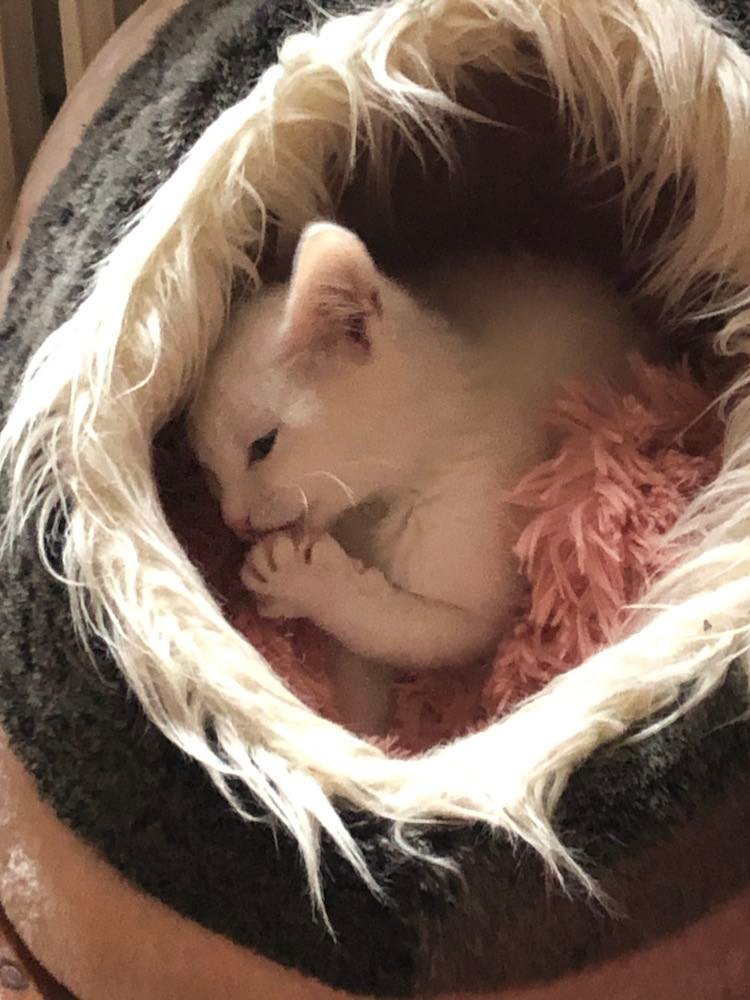 271843535_455346422981172_3475220784595259132_n