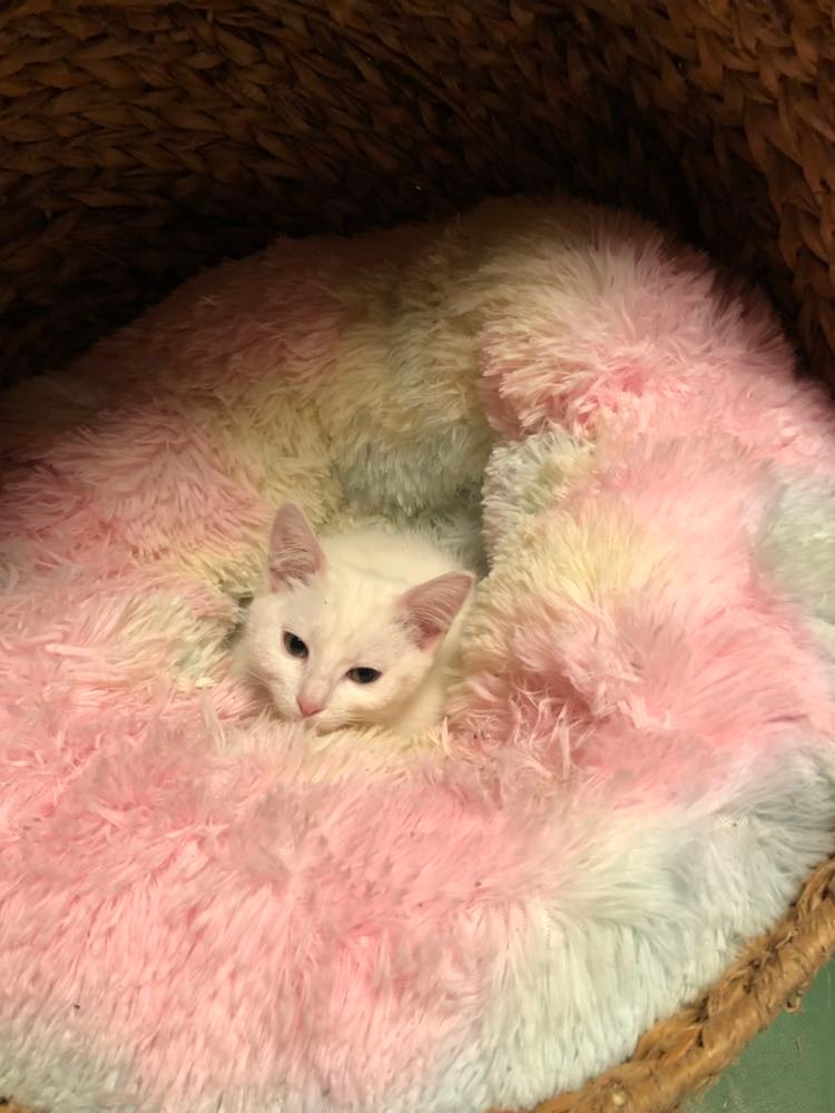 271858378_1867074263499620_1465770971209373604_n