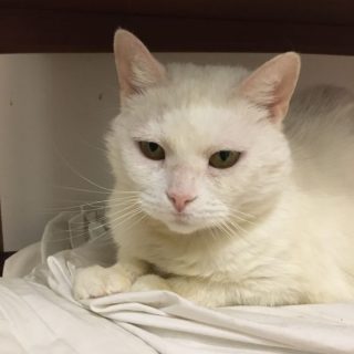 Photo de Bianca, une douce compagne aux beaux yeux mordorés