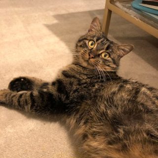 Photo de Babka, jeune beauté tigrée d&rsquo;une grande douceur