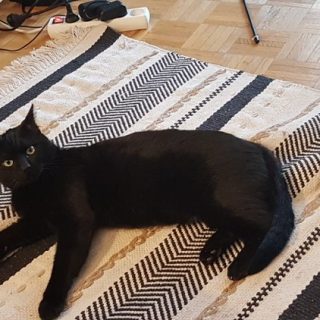 Photo de Marco, un gentil jeune chat