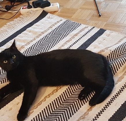 Photo de Marco, un gentil jeune chat