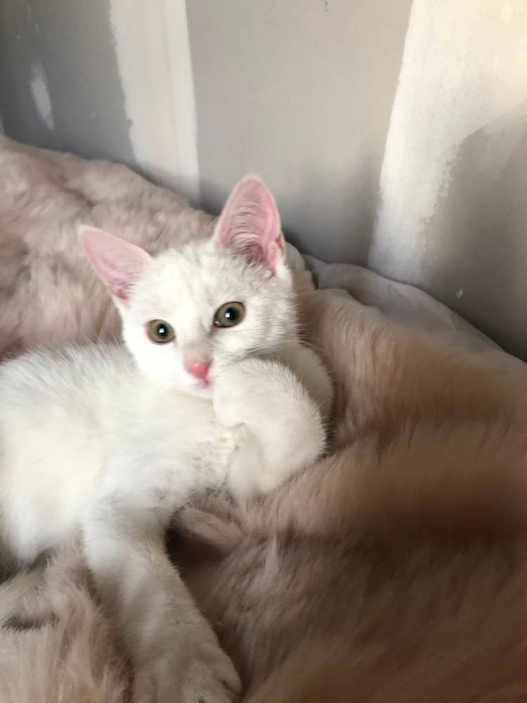 272054215_334438471886816_6087443383172015705_n