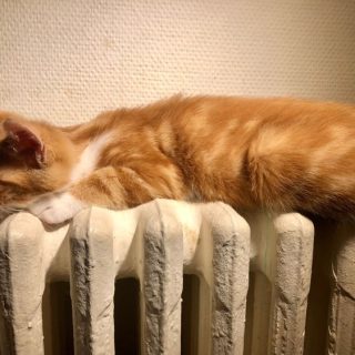 Photo de Oréo et Prince, un beau duo à adopter ensemble