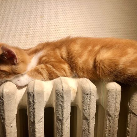 Photo de Oréo et Prince, un beau duo à adopter ensemble