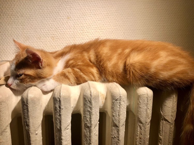 273054332_501064228118750_2716968587739684615_n