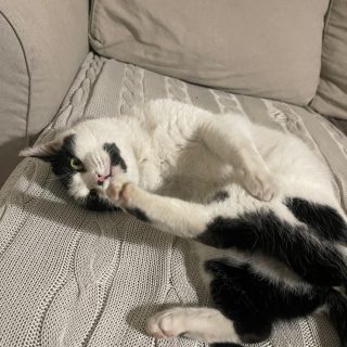 Photo de Korinn, un amour de jeune chatte d&rsquo;une tendresse incroyable (adoption sauvetage)