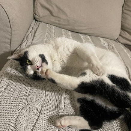 Photo de Korinn, un amour de jeune chatte d&rsquo;une tendresse incroyable (adoption sauvetage)