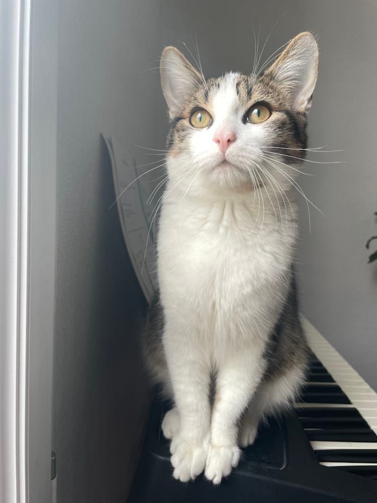 274158618_529617061714658_5238801158913360845_n