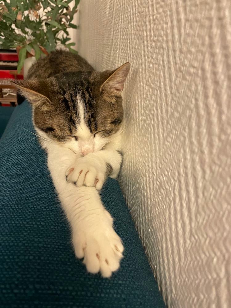 274194075_640532020510134_7683760845070719562_n