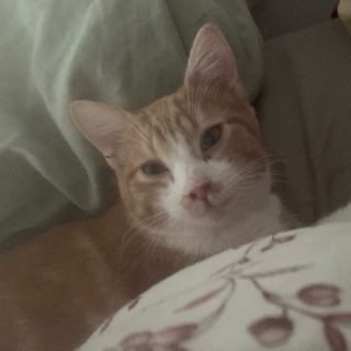 Photo de Weasley, un chat tombé en amour des humains