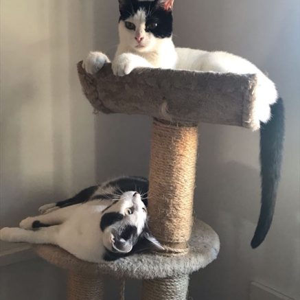 Photo de Sweety et Margotte, 2 copines pour la vie