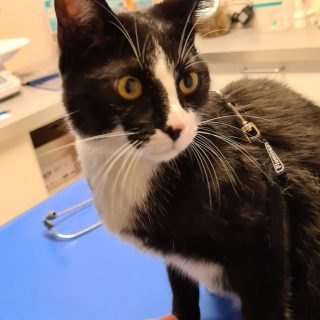 Photo de Chimuelo : un ado beau, joueur, sociable et équilibré