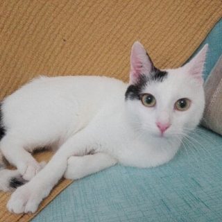 Photo de Sunny, un jeune chat parfait !