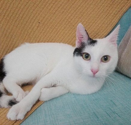 Photo de Sunny, un jeune chat parfait !