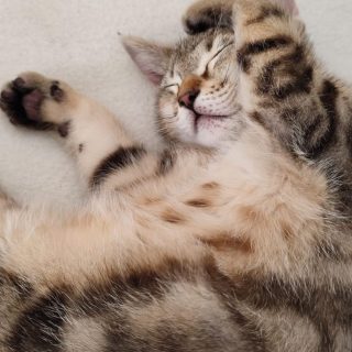 Photo de Bjorn, petit dur au coeur tendre