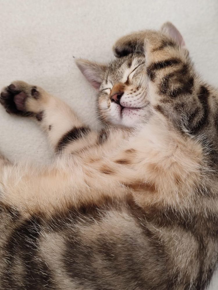 275627072_454016896482227_2613762406372771618_n-1