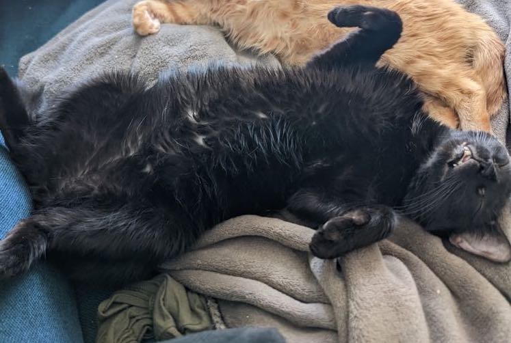 275894588_506293034344115_1933597388039009728_n-copie