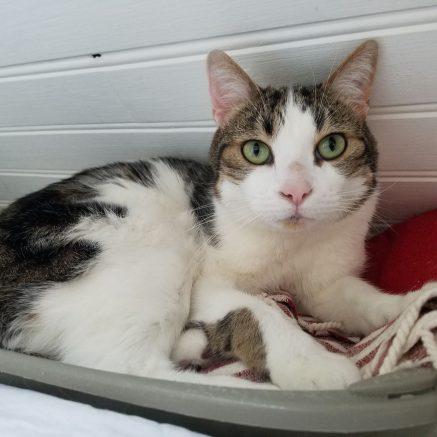 Photo de Marus, un jeune chat très attachant et doux