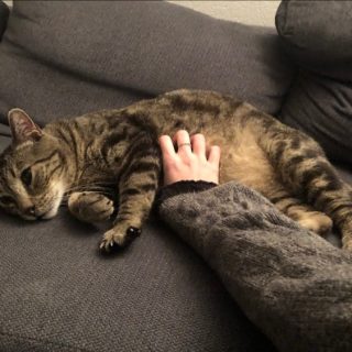 Photo de Kiss, un chat roudoudou et proche de vous