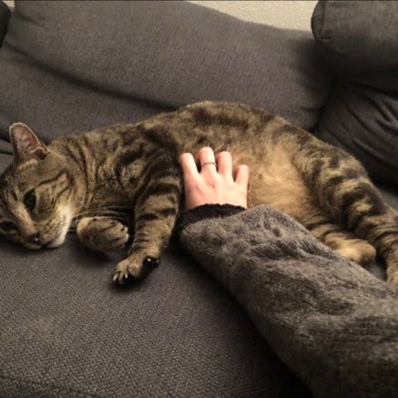 Photo de Kiss, un chat roudoudou et proche de vous