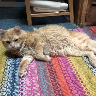 Photo de Adoption sauvetage : Rodolphe, un matou qui n&rsquo;a pas eu de chance