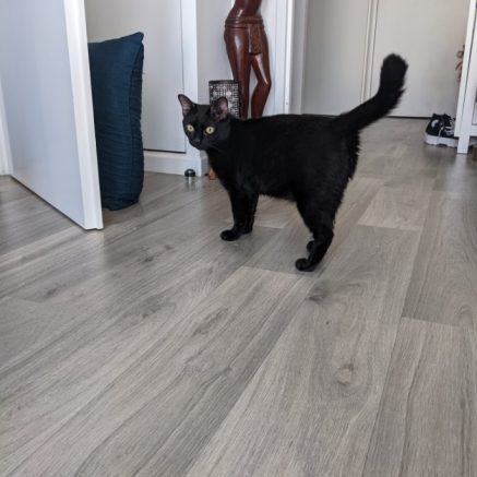 Photo de Baki, une boule de poils noire à câlins !